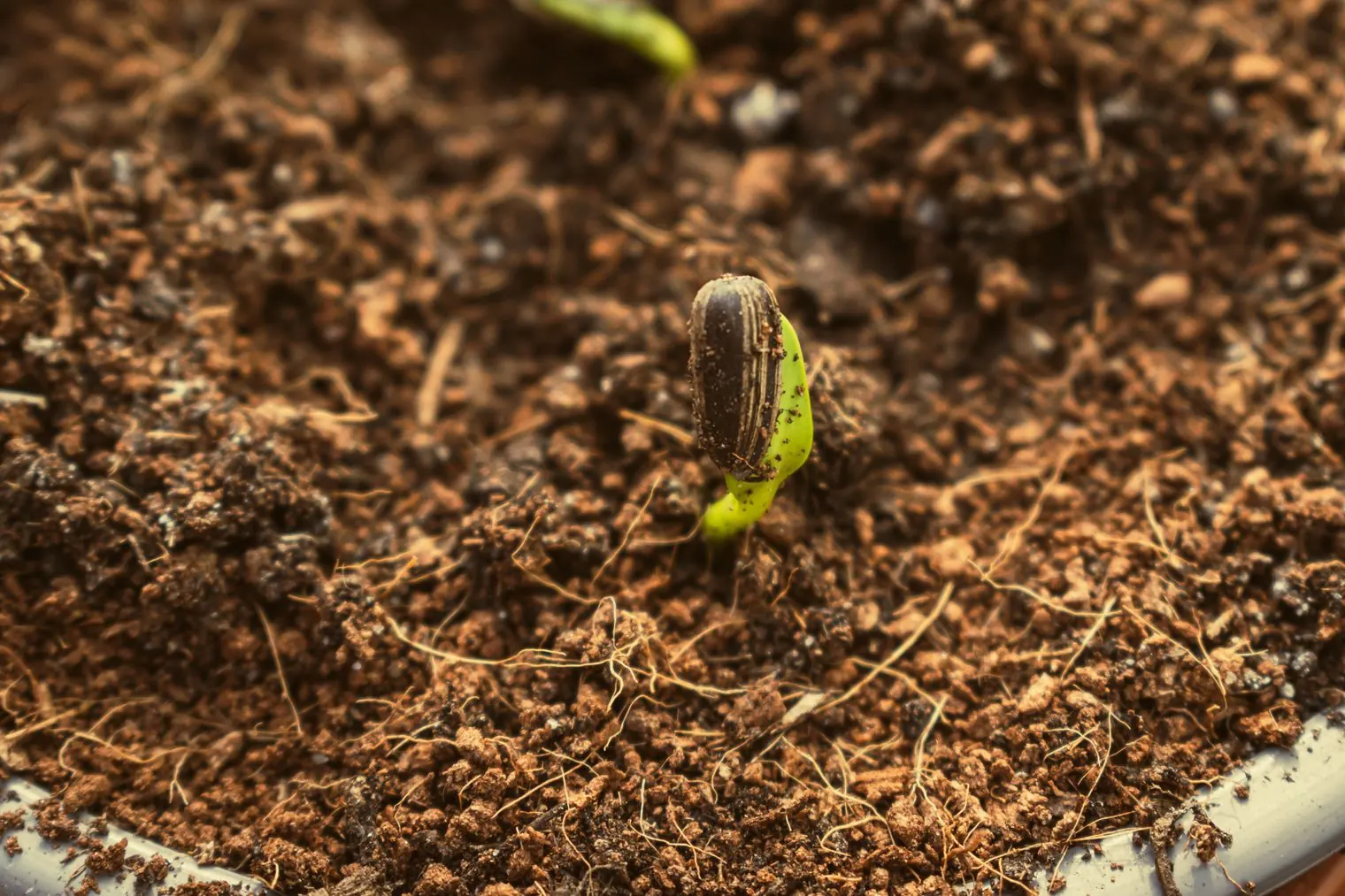 A bean seed sprouting from soil