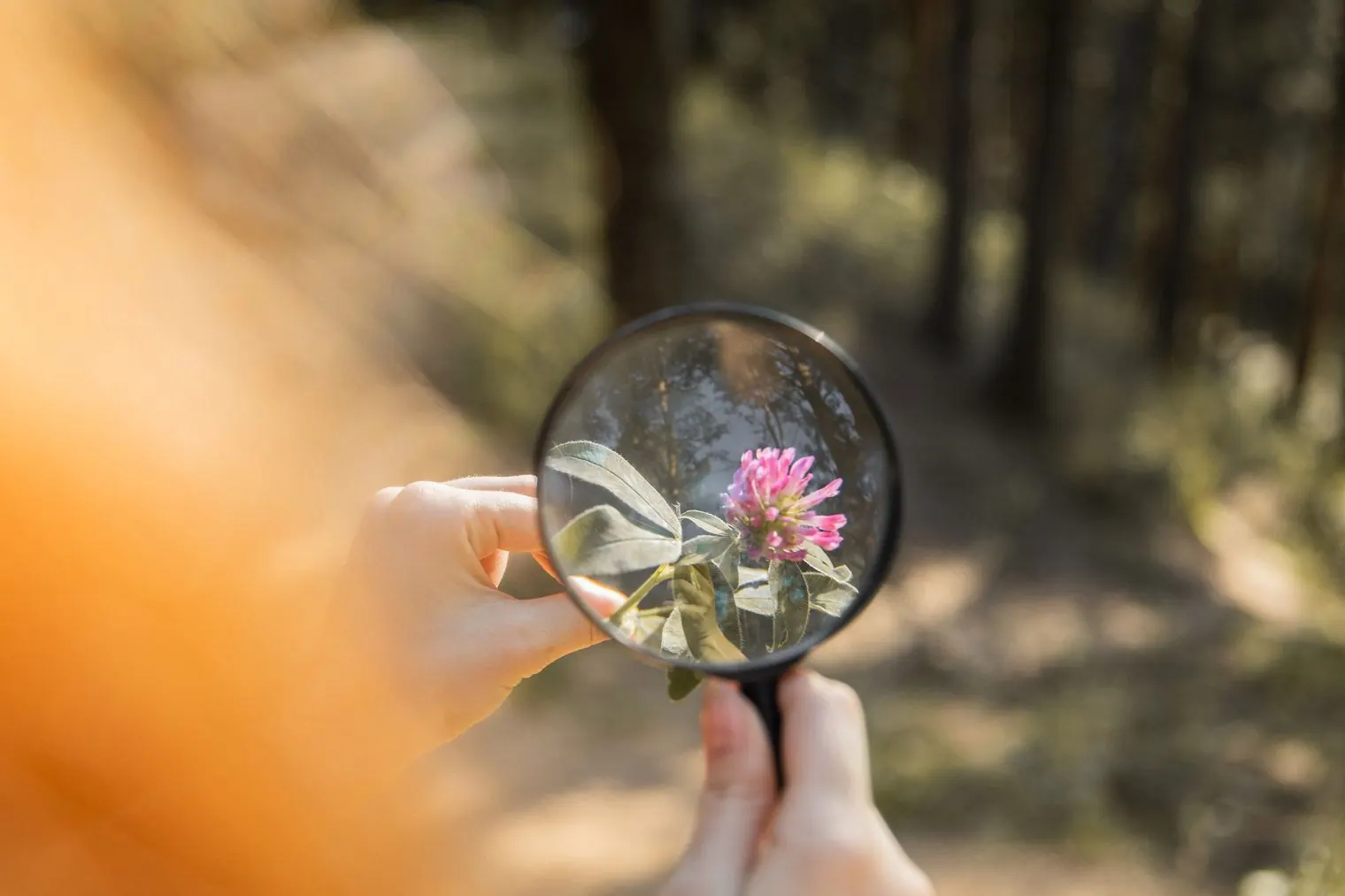 A hand holding a magnifying glass over a pink clover flower in a forest